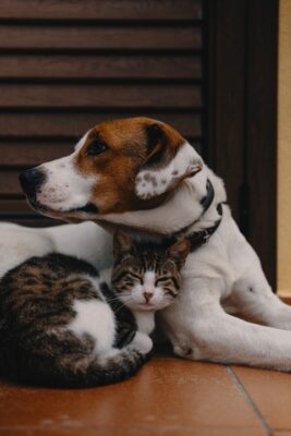 Pets & Fall Risks
